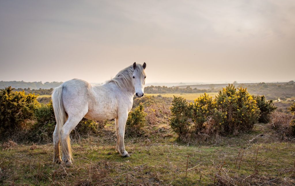 Best Kept Secrets in the New Forest