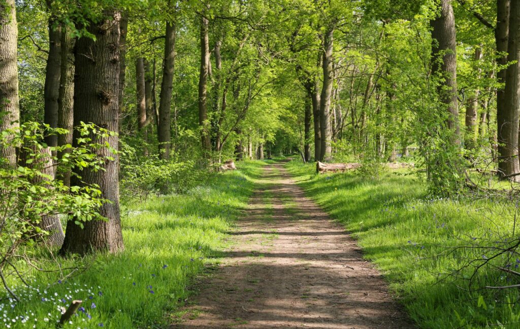 Ancient woodland outside Guildford in Surrey
