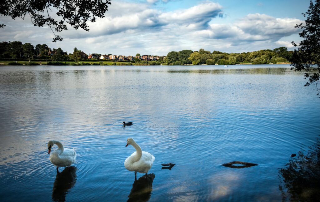 Petersfield heath pond on sunny afternoon in Hampshire